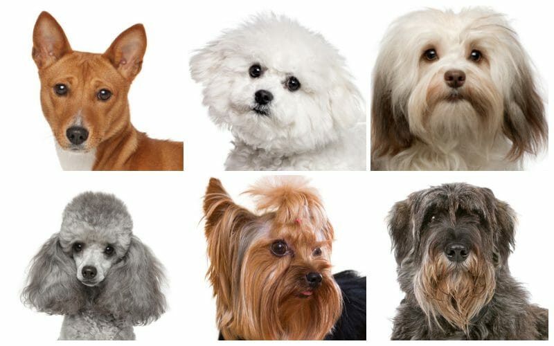 Hypoallergenic best sale dog breeds