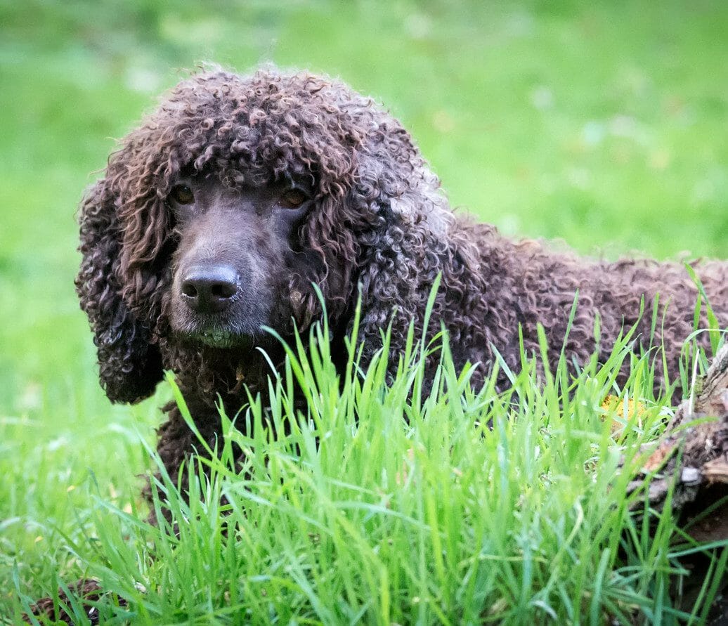 irish water spaniel - what dogs are hypoallergenic