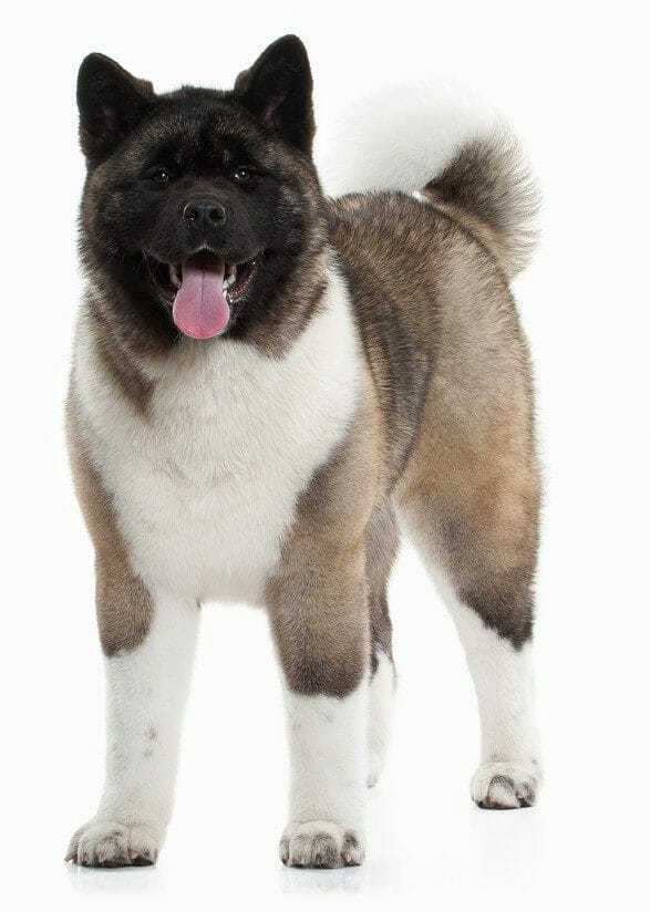 japanese akita - japanese akita dog