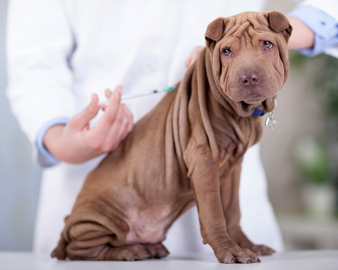 kennel cough treatment - kennel cough vaccine