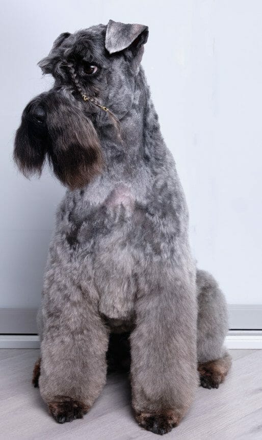 kerry blue terrier - hypoallergenic dog breed