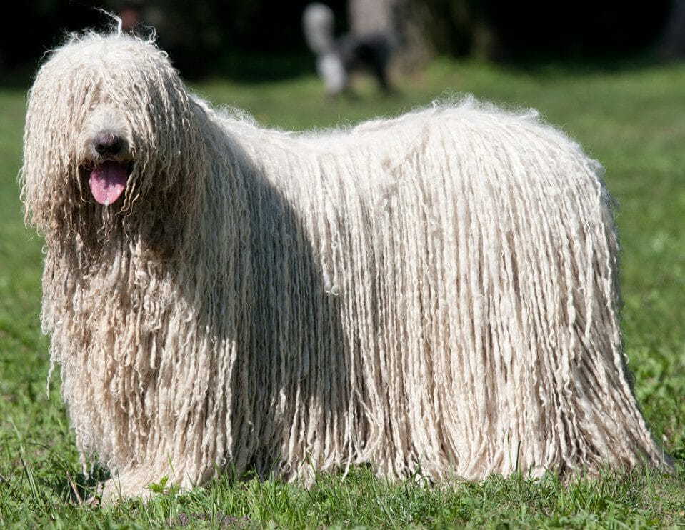 komondor - komondor dog