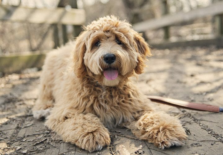 labradoodle - miniature labradoodle