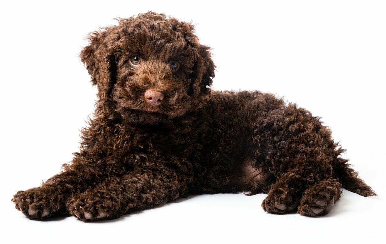 labradoodle puppy - chocolate labradoodle
