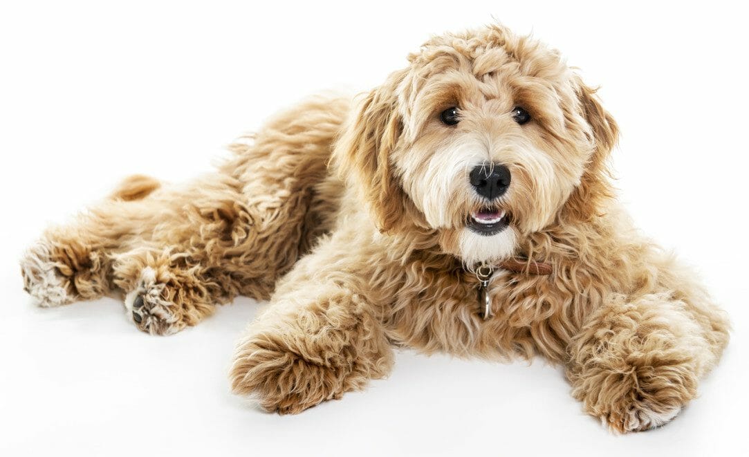 labradoodle vs goldendoodle - f1 labradoodle