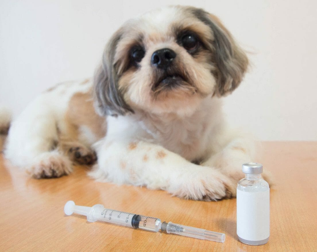 lepto vaccine for dogs - leptospirosis vaccine for dogs