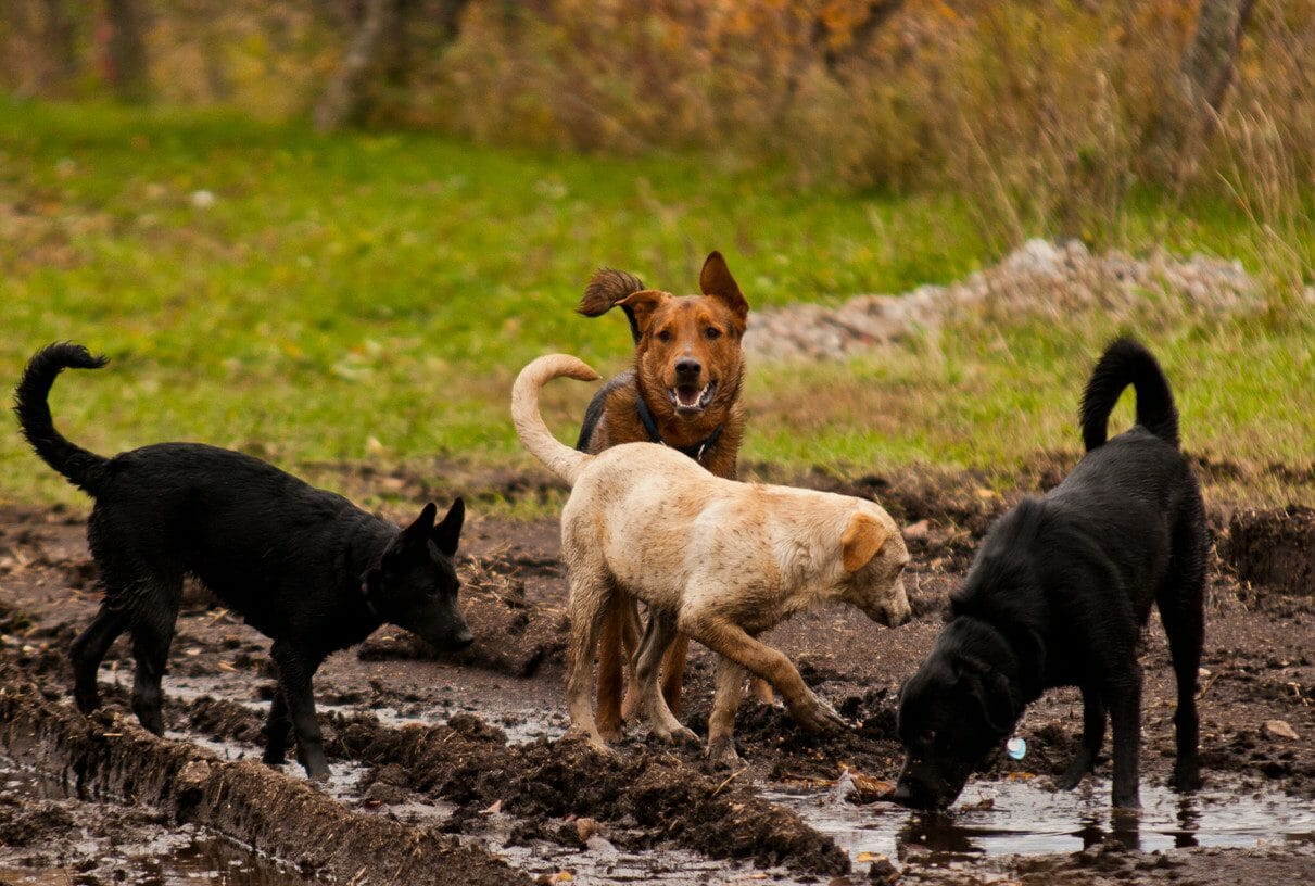 leptospirosis in dogs - dog leptospirosis