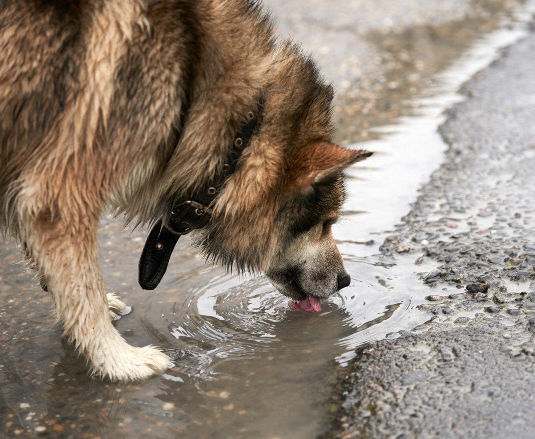 what is leptospirosis