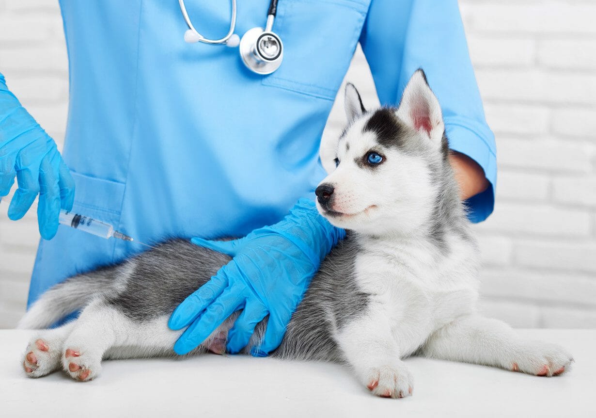 leptospirosis vaccine - leptospirosis vaccine for dogs