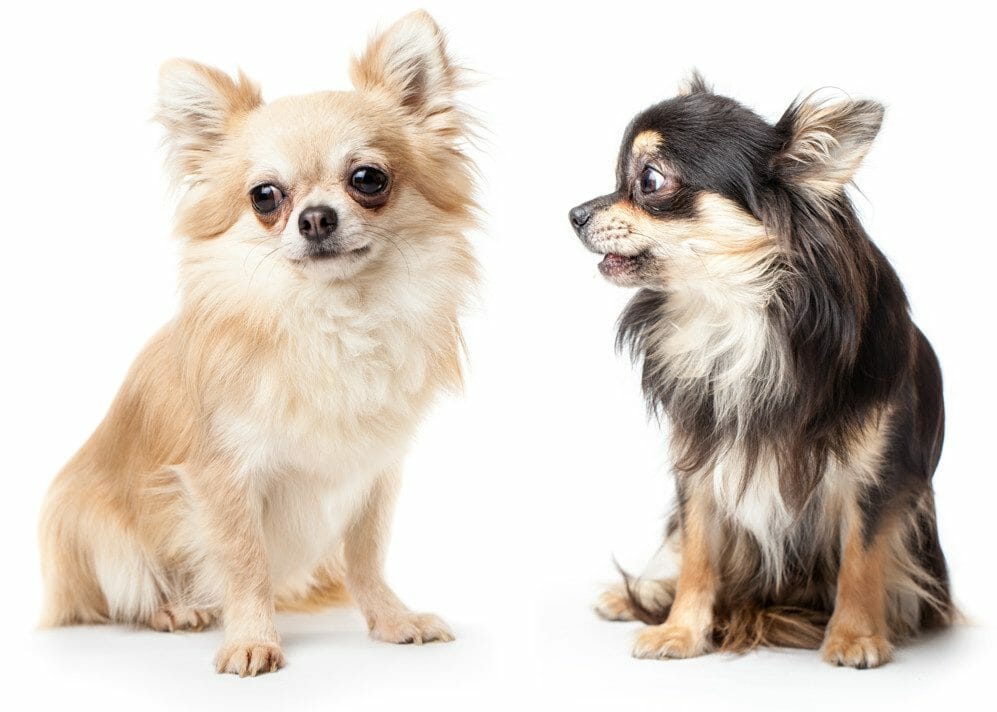 Long haired deer head hot sale chihuahua