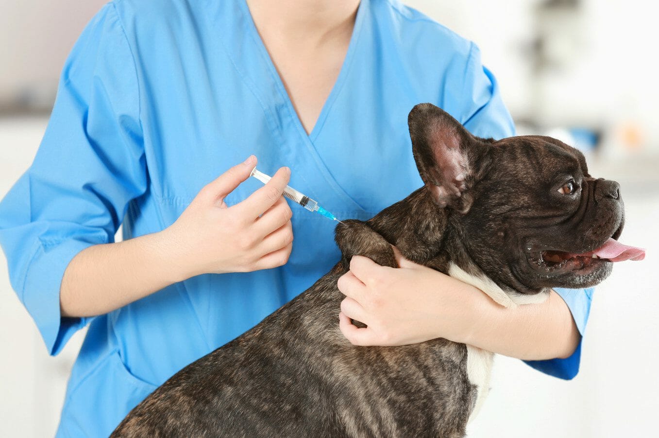 lyme disease in dogs treatment - lyme disease vaccine for dogs