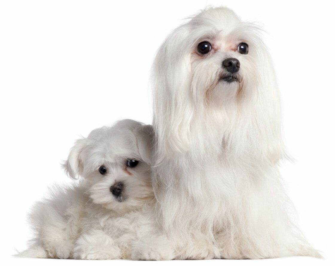 maltese dog - maltese dog price