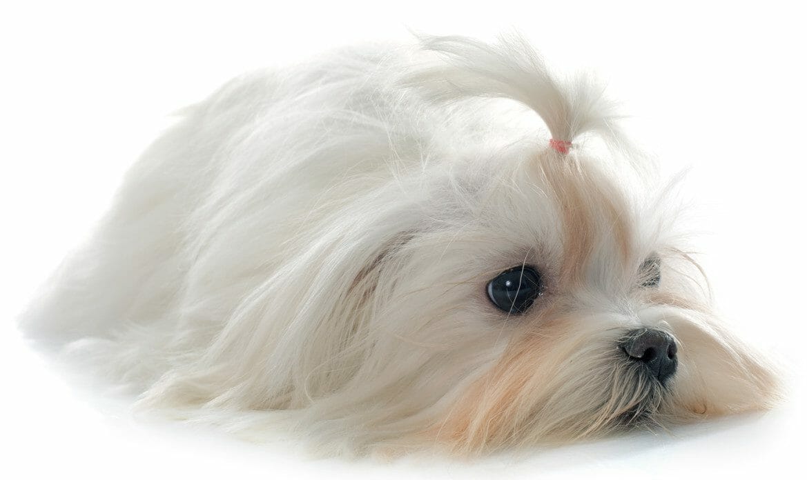 maltese (dog) - maltese teacup