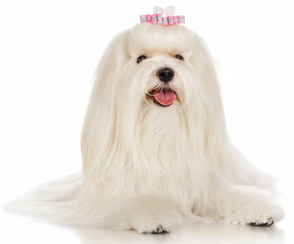 maltese lifespan - maltese dogs