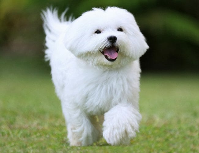 maltese - maltese temperament