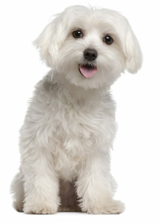 maltese puppy - maltese puppies