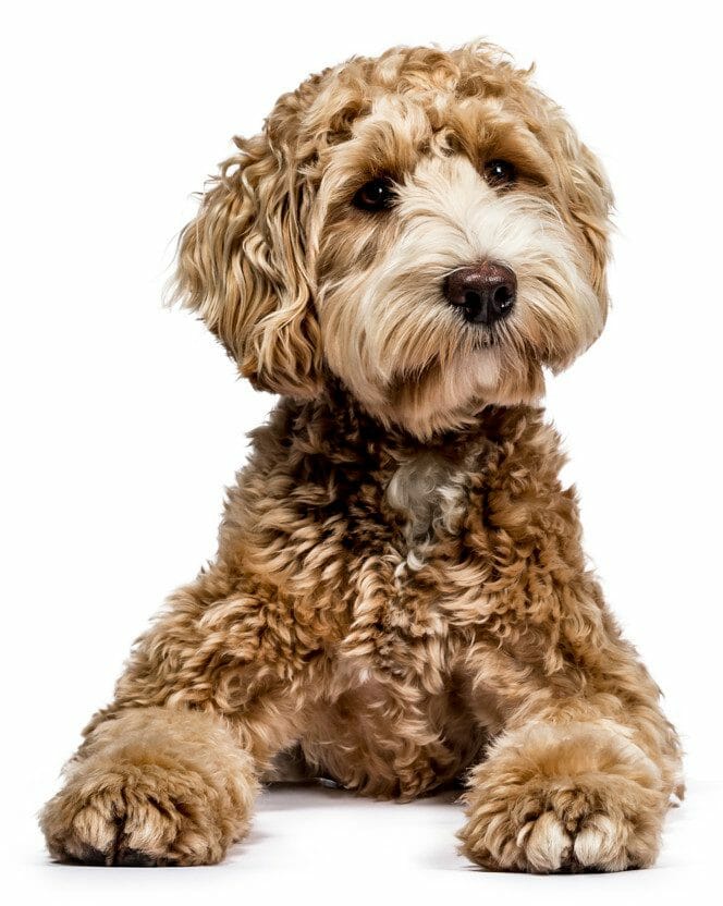 mini labradoodle - do labradoodles shed