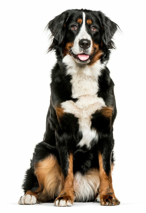 Bernese mountain dog long 2024 hair