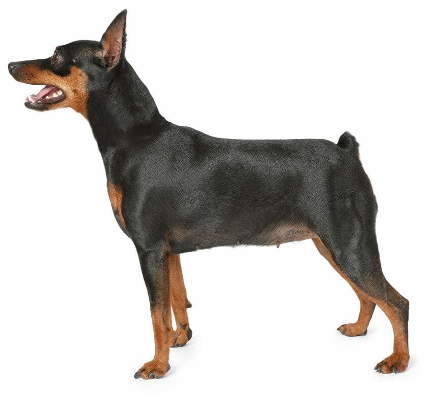 miniature doberman pinscher - miniature pinscher lifespan