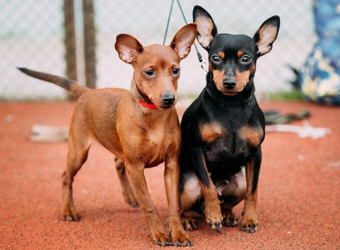 Teacup miniature 2025 pinscher for