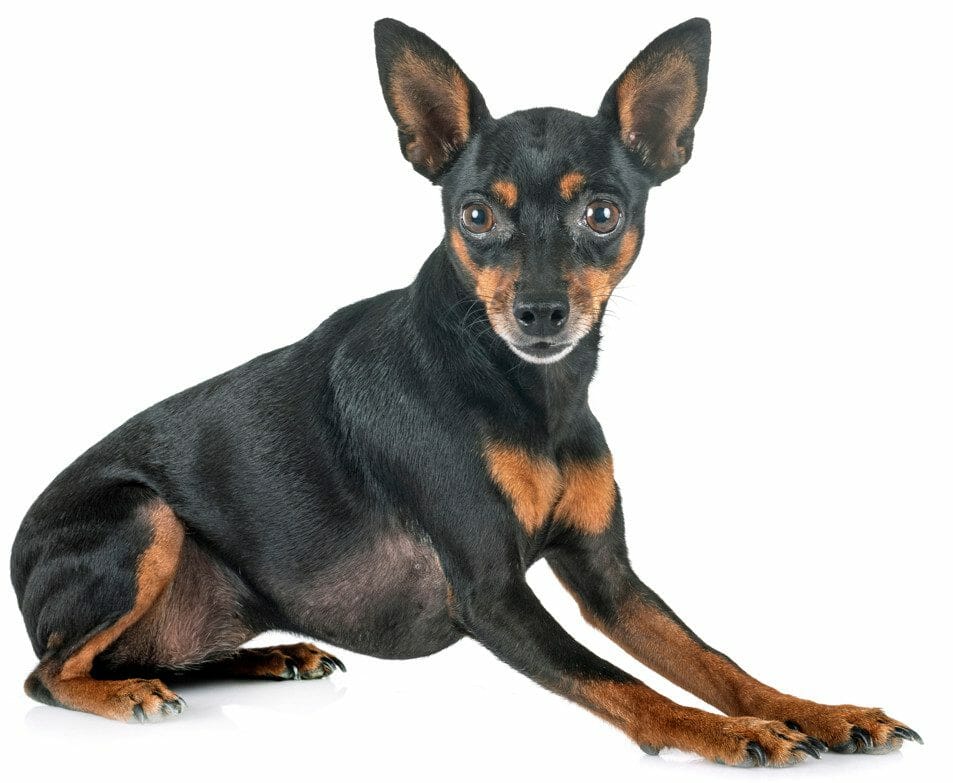 miniature pinscher mix - pinscher miniature