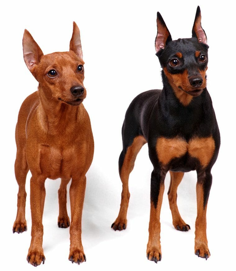 miniature pinscher puppies - miniature pinscher temperament