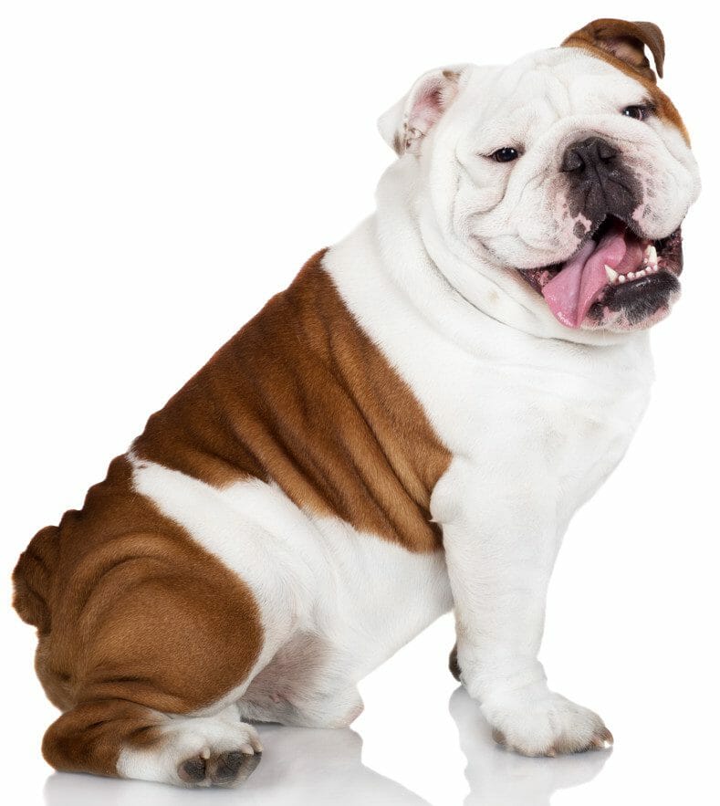 old english bulldog - english bulldog american bulldog