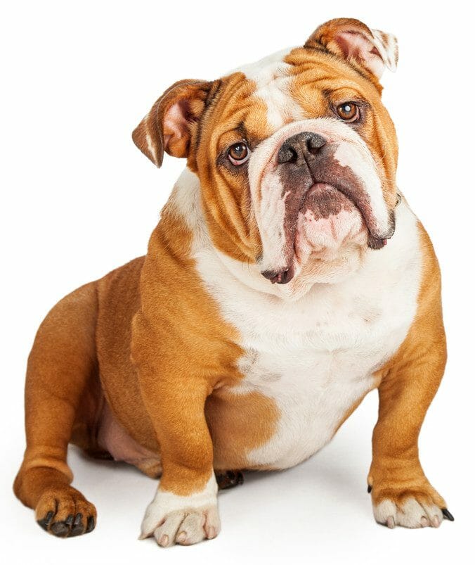 olde english bulldog - english bulldog price