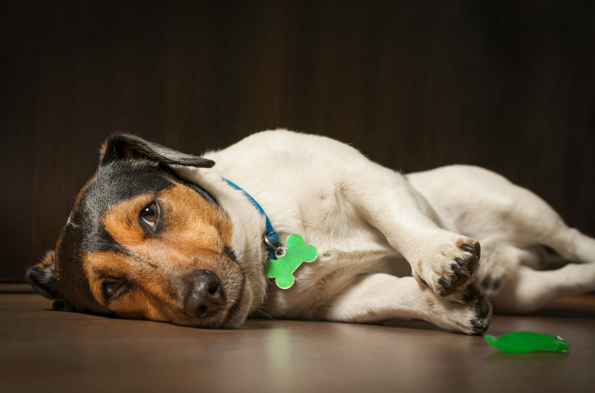 Двенадцать собак. Лептоспироз у собак книги. Dog lying on a mat.