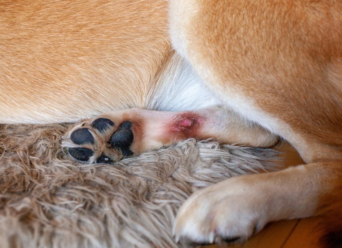 Hot spot on dog paw sale pad