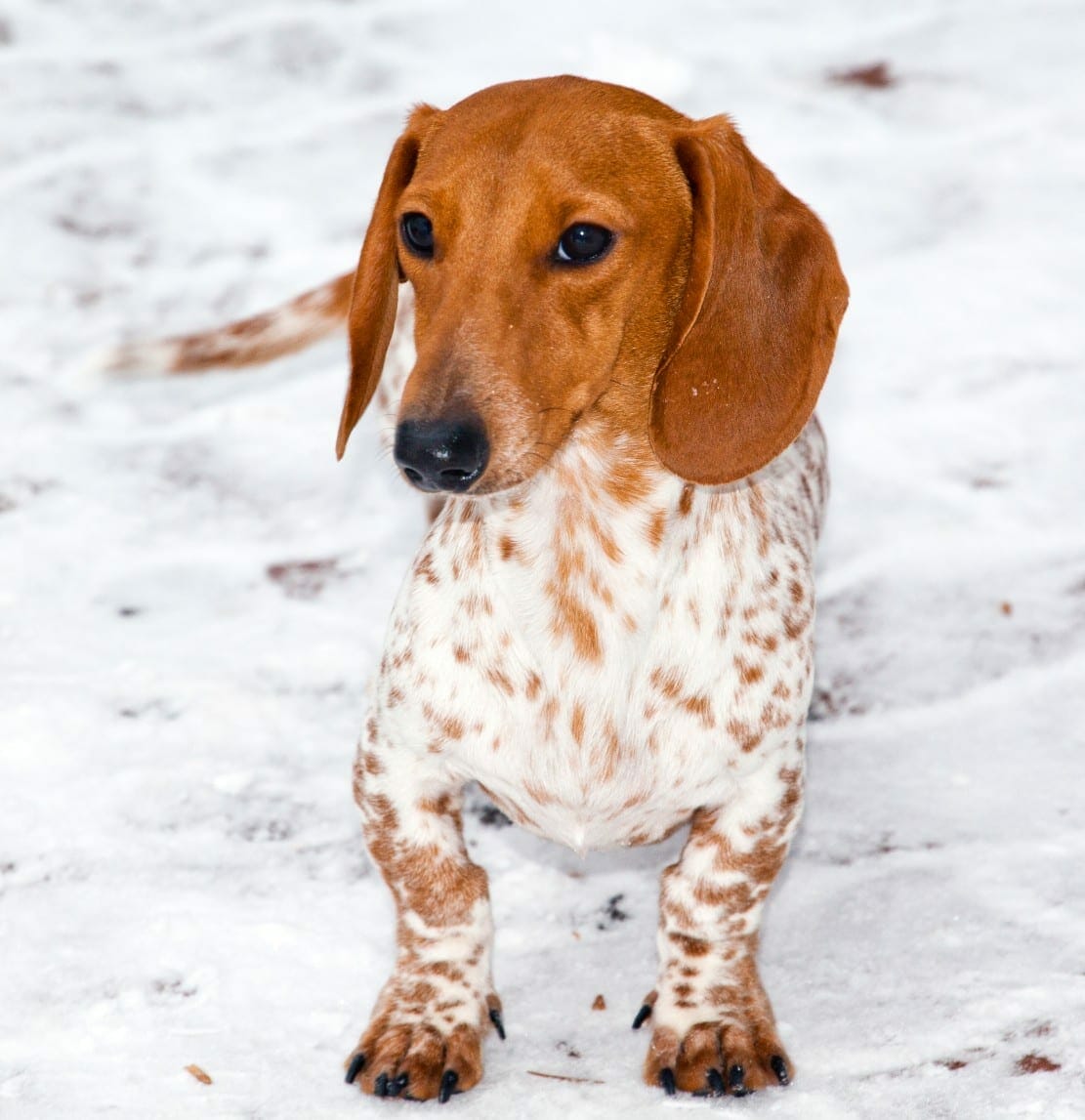 piebald dachshund - piebald mini dachshund wiener dog