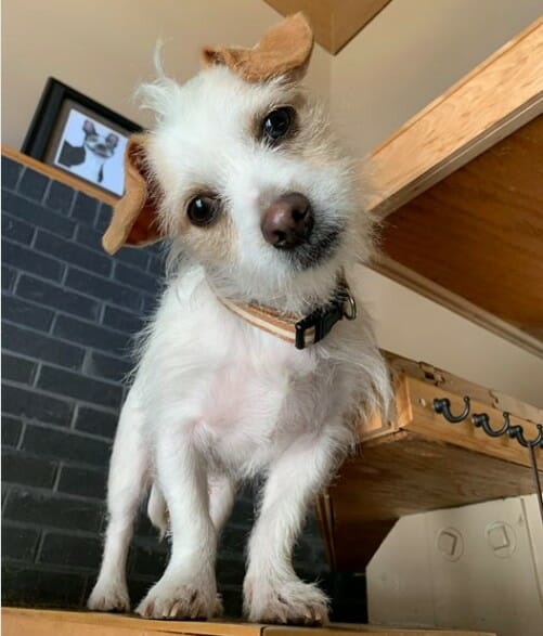pikachu terrier mix july 2020 cute dog picture