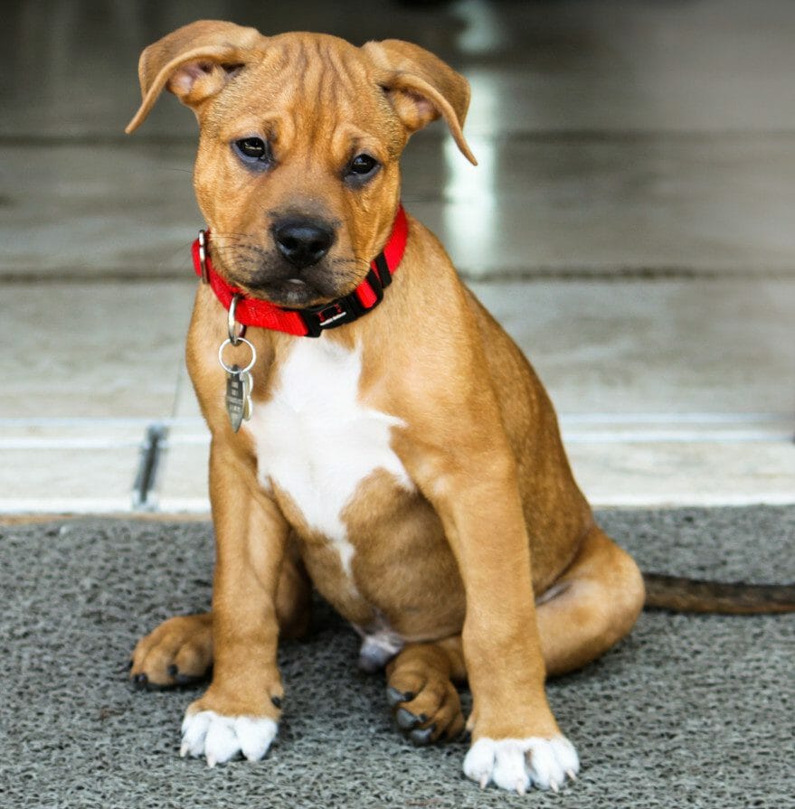 Crossbreed pitbull best sale