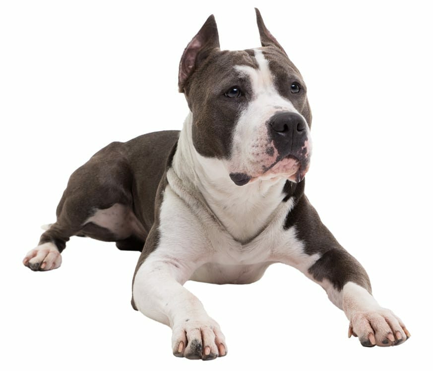 pitbull dog - pitbull