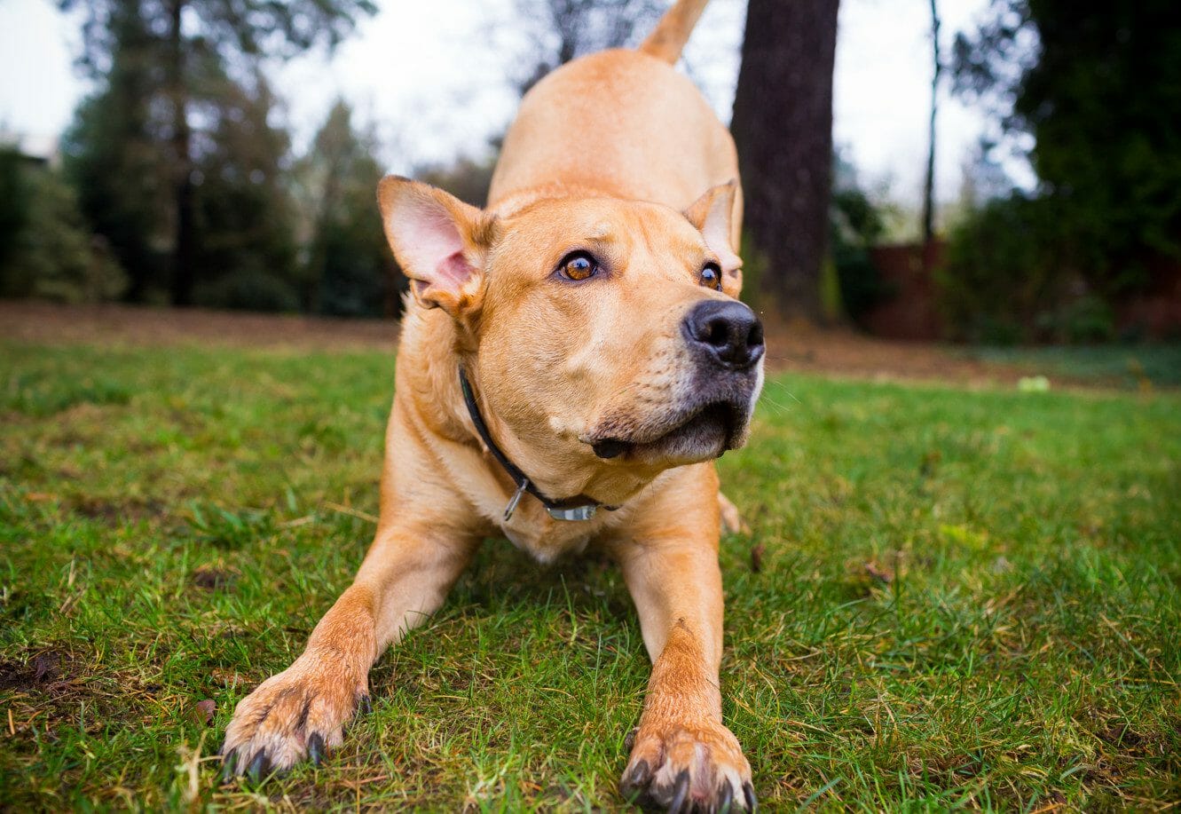 pitbull lab mix - labrabull