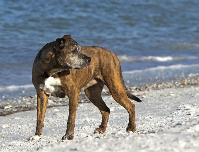 pitbull mixed breeds