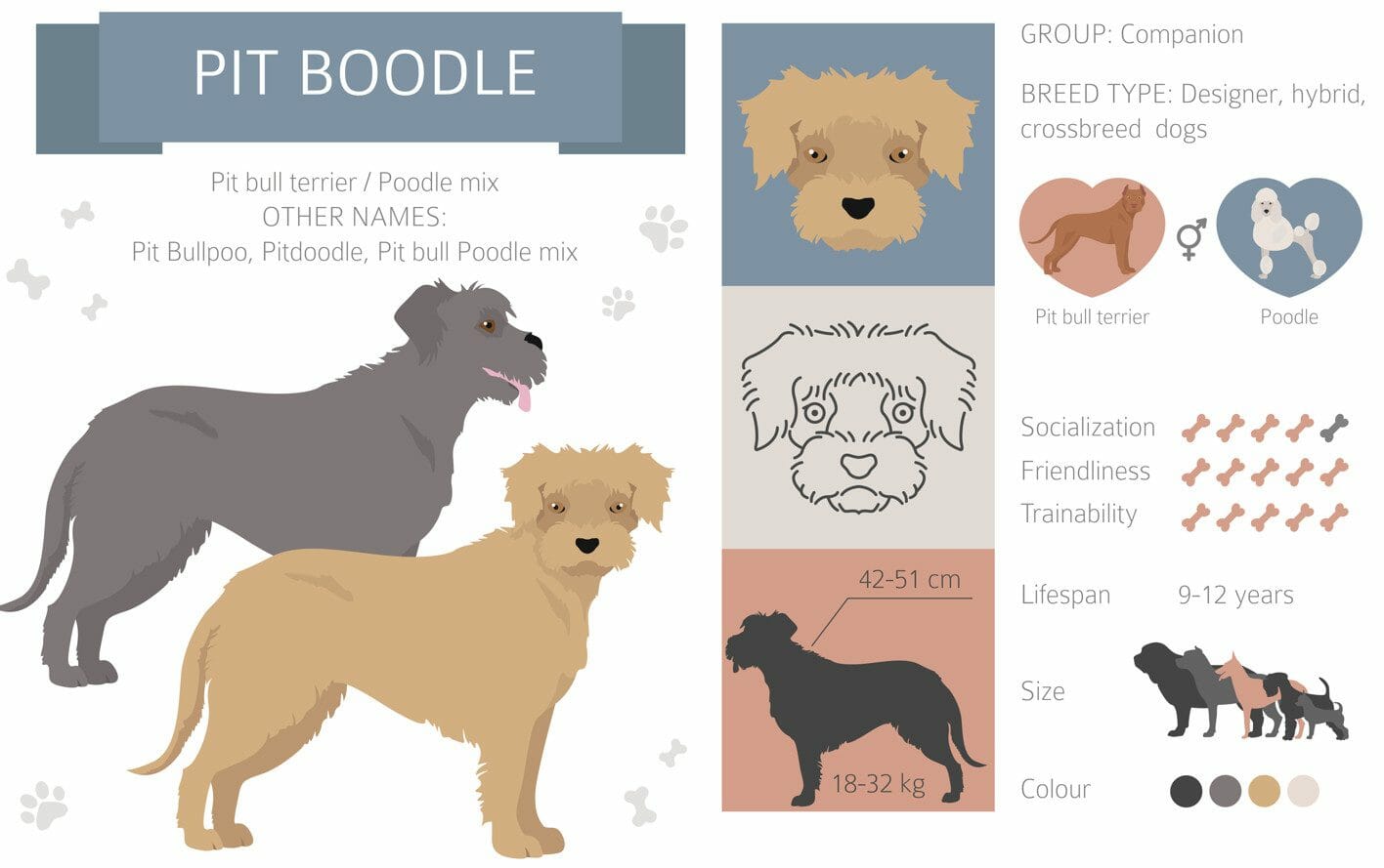 pitbull poodle mix - pit boodle