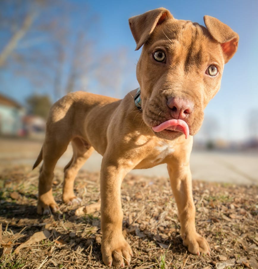 American pit best sale bull terrier puppies