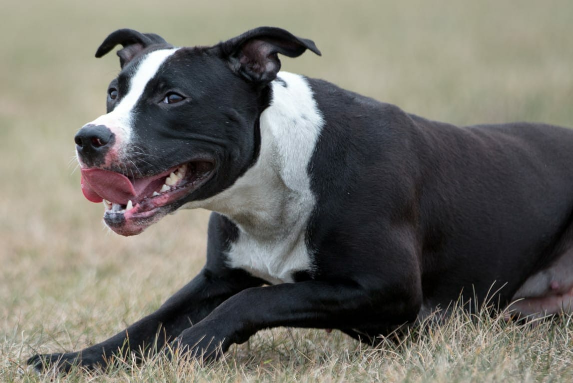 pitbull terrier - black pitbull