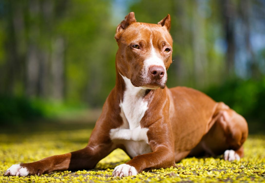 red pitbull terrier