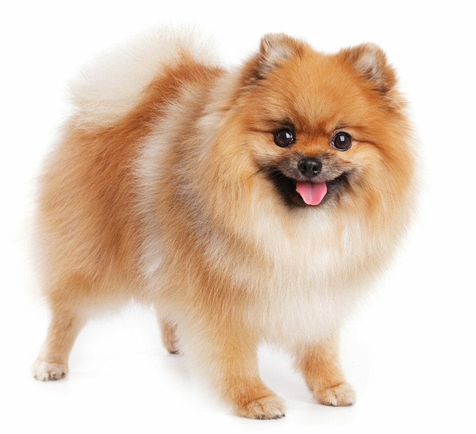 pomeranian dog - do pomeranians shed