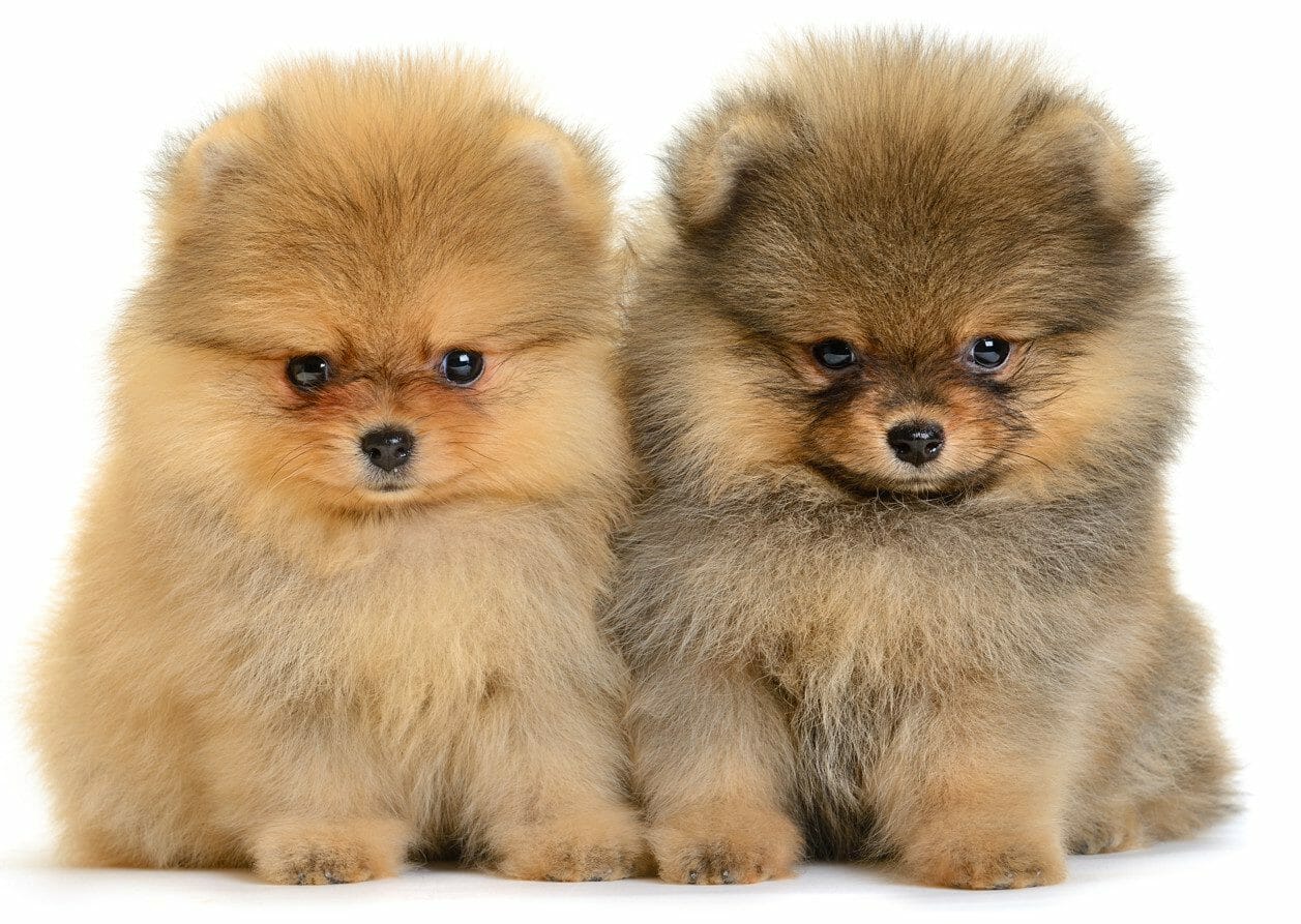 miniature pomeranian brown