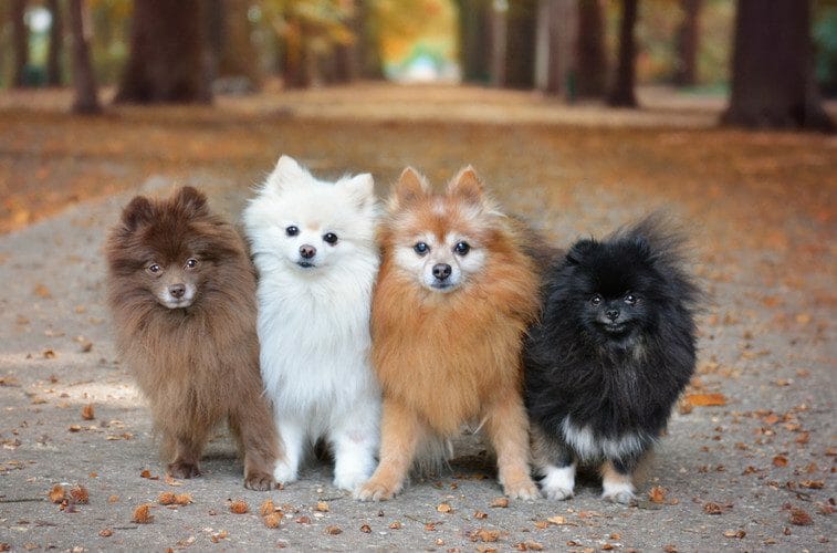 mini pomeranian brown