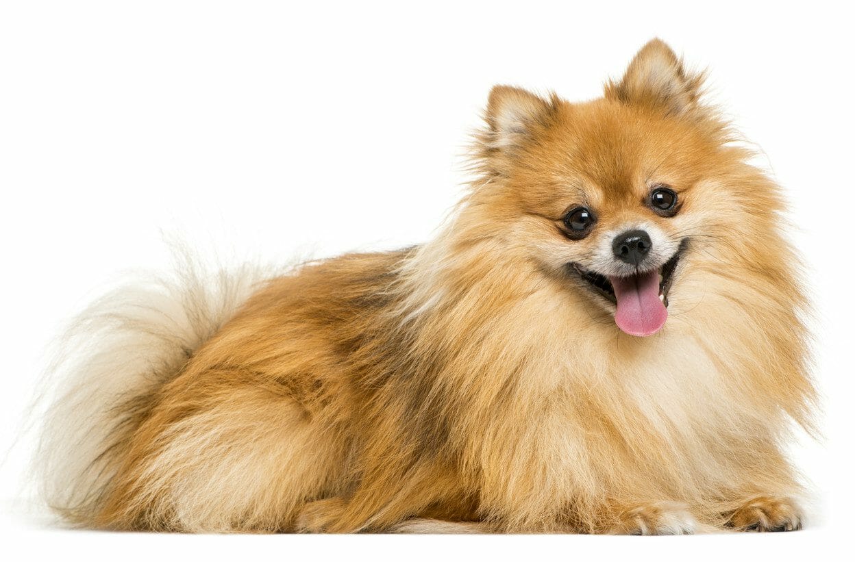 pomeranians - mini pomeranian