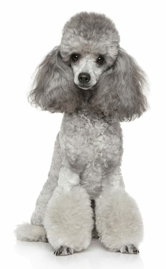 poodle - mini poodle