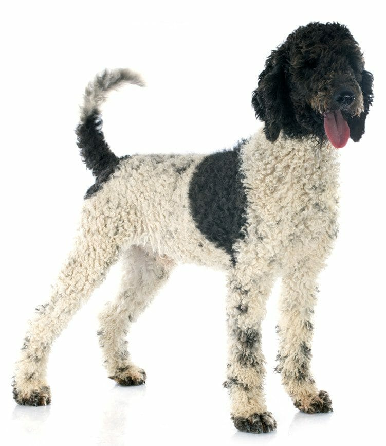 portuguese water dog - portuguese water dog hypoallergenic