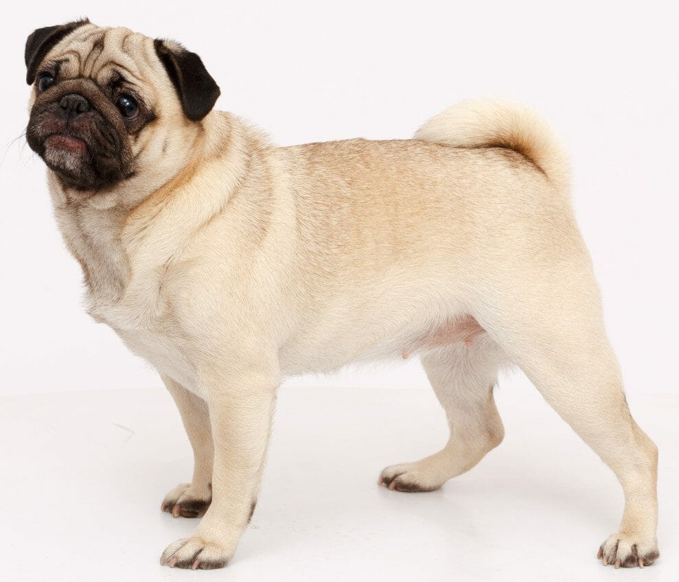 pug dog - cute pugs