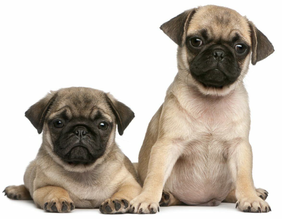 pug puppies - pug puppy