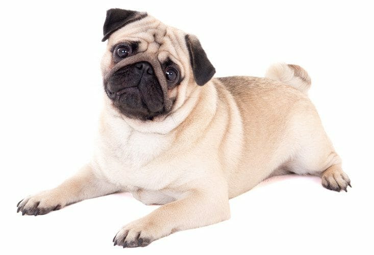 pug - pug breed