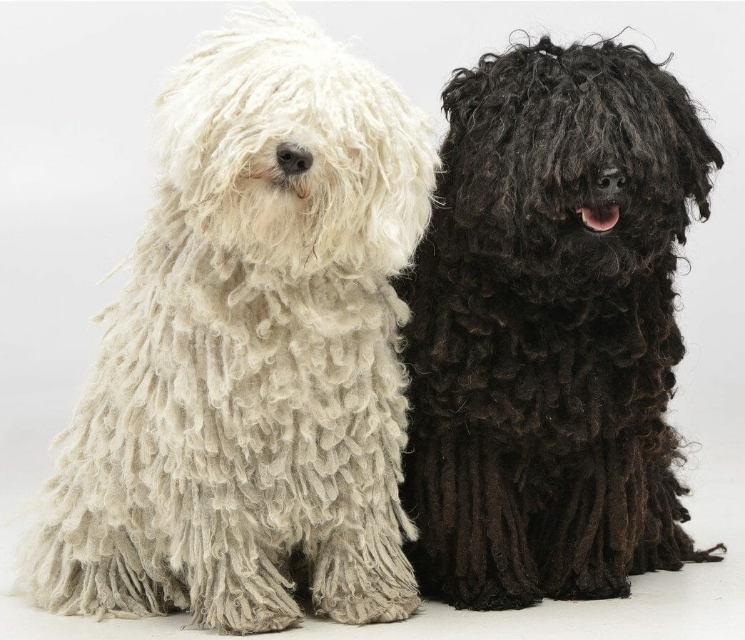 are puli dogs hypoallergenic